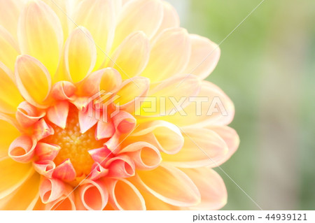 大麗花_芒果布丁 44939121