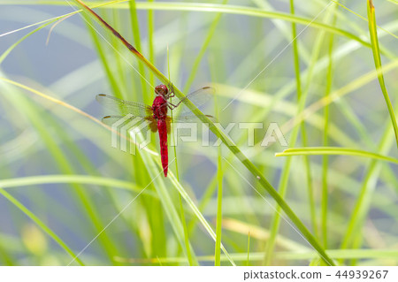 Shoujo dragonfly 44939267