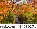 Autumn leaves 004 44939271