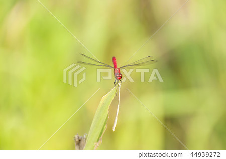 Shoujo dragonfly Shoujo dragonfly 44939272