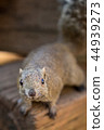 Squirre 44939273