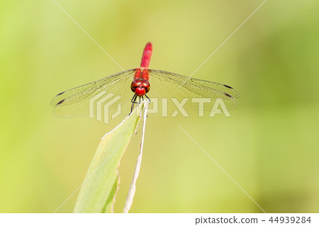 Shoujo dragonfly Shoujo dragonfly 44939284