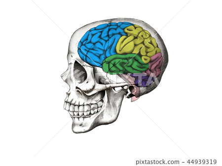Illustration of skull and brain 44939319