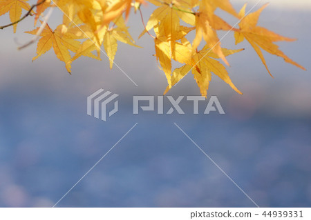 Tottori four seasons walk winter Toko-ji Temple autumn leaves 44939331