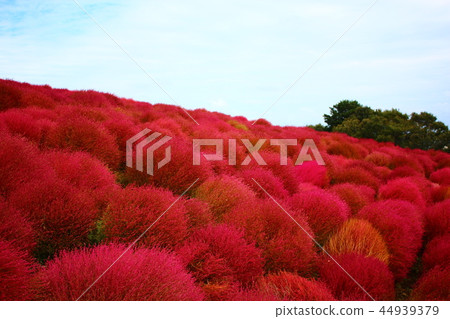 Red kokia and blue sky Red kokia and blue sky 44939379