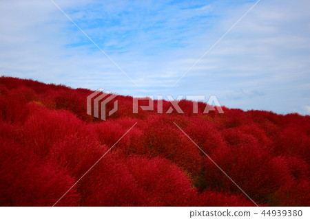 Red kokia and blue sky Red kokia and blue sky 44939380