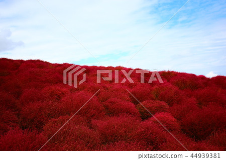 Red kokia and blue sky Red kokia and blue sky 44939381