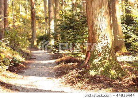 Autumn leaves 44939444