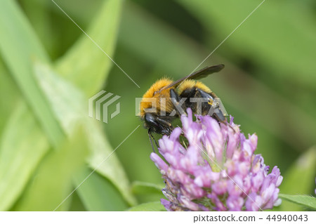 Tiger bee Tiger bee 44940043