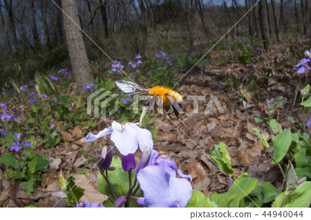 A bee 44940044