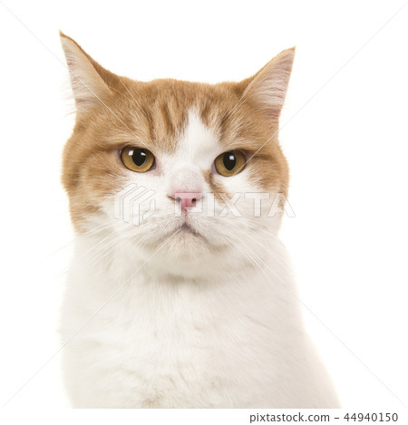 Portrait of a red and white british shorthair cat  44940150