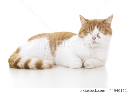 Red and white british shorthair cat sleeping 44940151