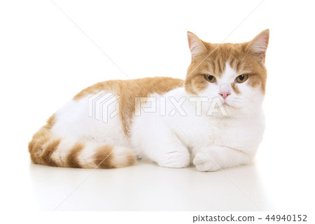 Red and white british shorthair cat lying down 44940152