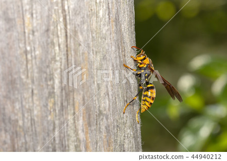 Paper wasp 44940212