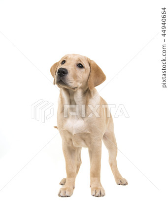 Blond labrador retriever standing and looking up 44940664