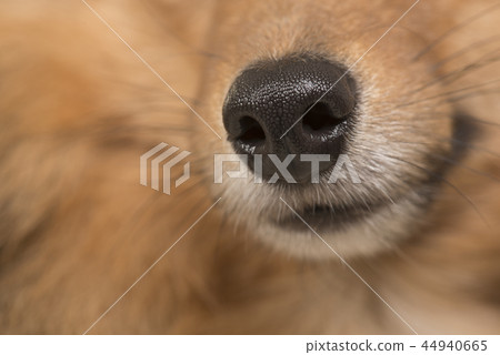Close up of a dogs nose seen from the side 44940665