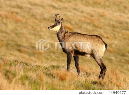 Beautiful chamois Rupicapra rupicapra in autumn 44940677