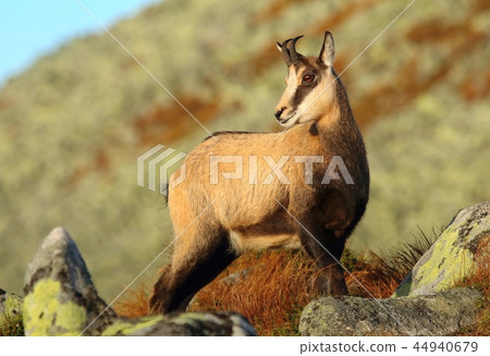 Beautiful chamois Rupicapra rupicapra in autumn Beautiful chamois Rupicapra rupicapra in autumn 44940679