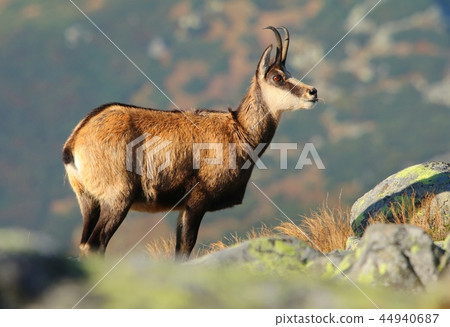 Beautiful chamois Rupicapra rupicapra in autumn 44940687