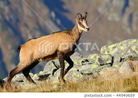 Beautiful chamois Rupicapra rupicapra in autumn 44940689