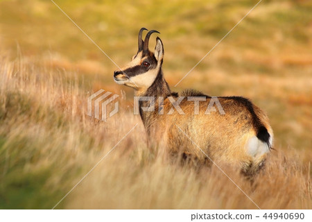 Beautiful chamois Rupicapra rupicapra in autumn 44940690
