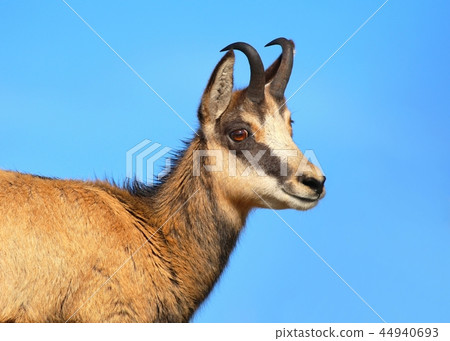 Beautiful chamois Rupicapra rupicapra in autumn 44940693