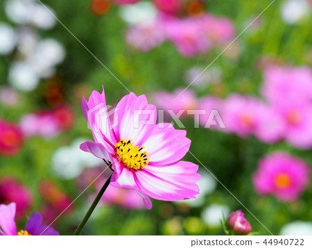 桃紅色和白色迷離瓣波斯菊波斯菊 44940722