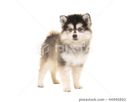 Cute pomsky mini husky puppy standing Cute pomsky mini husky puppy standing 44940802