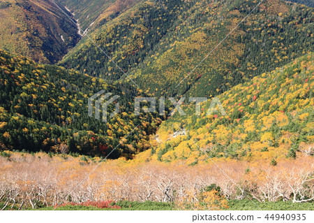 A way to the summit of Shiomiyama in the Southern Alps Fall A valley of colored leaves overlooking from a mountain trail A way to the summit of Shiomiyama in the Southern Alps Fall A valley of colored leaves overlooking from a mountain trail 44940935