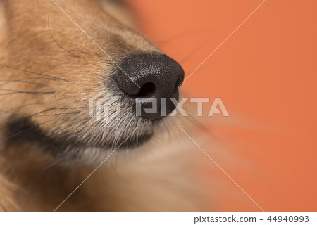 Close up of a dog nose on an orange background 44940993