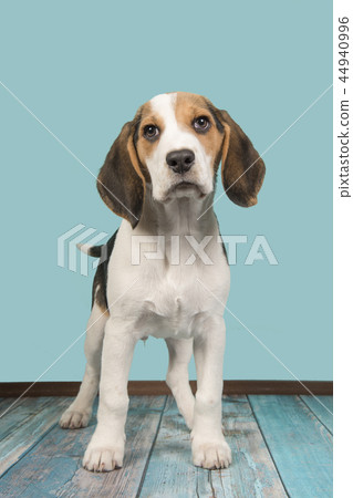 Beagle puppy dog standing on a blue background 44940996