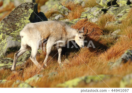 Rare white chamois Rupicapra rupicapra Rare white chamois Rupicapra rupicapra 44941097