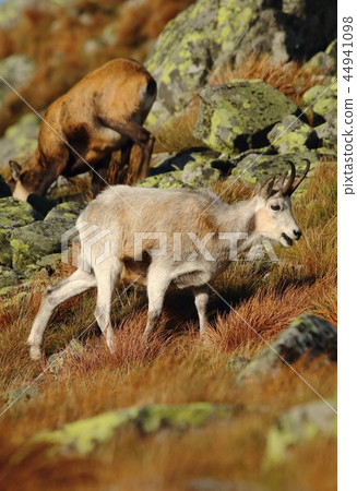 Rare white chamois Rupicapra rupicapra 44941098