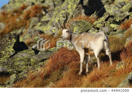 Rare white chamois Rupicapra rupicapra Rare white chamois Rupicapra rupicapra 44941099