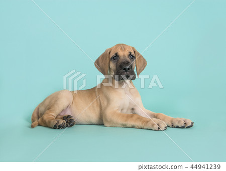 Cute yellow great dane puppy lying down on blue 44941239