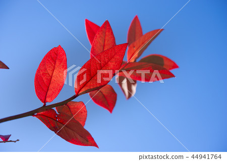 藍莓秋天的落葉 44941764