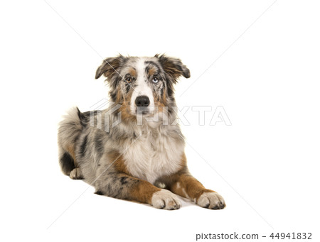 Lying down odd eyed australian shepherd dog 44941832