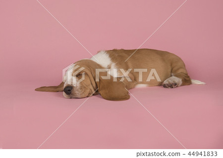 Sleeping bicolor basset hound on a pink background Sleeping bicolor basset hound on a pink background 44941833