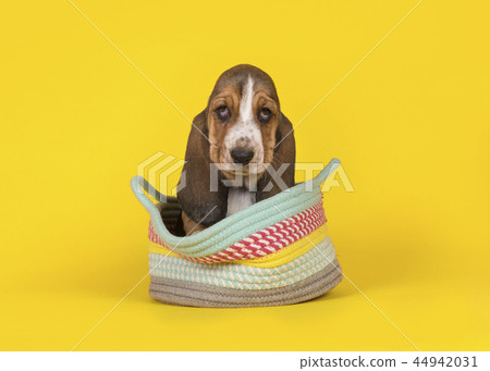 Adorable basset hound puppy dog in a basket 44942031