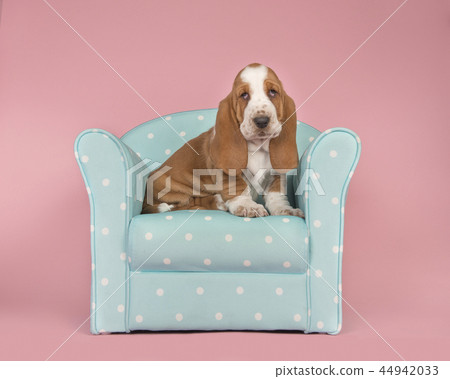 Basset hound puppy sitting in a blue chair Basset hound puppy sitting in a blue chair 44942033