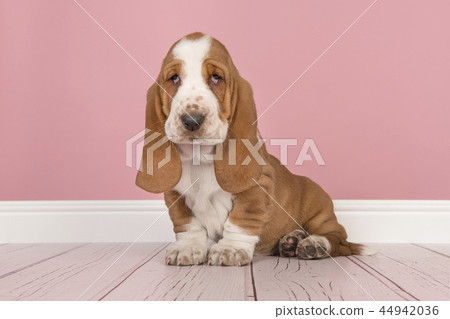 Cute basset hound puppy sitting in a pink room Cute basset hound puppy sitting in a pink room 44942036