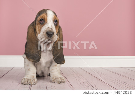Basset hound puppy sitting in a pink living room 44942038