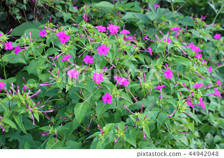 Oshiroibana flower field 44942048
