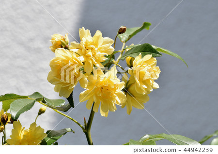 黃色嘲笑開花在三鷹中原 黃色嘲笑開花在三鷹中原 44942239