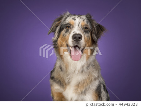 Portrait of a pretty australian shepherd dog 44942328