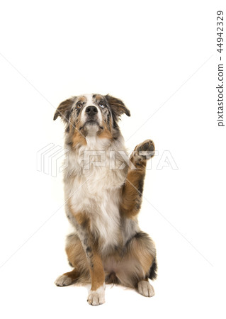 Australian shepherd dog sitting looking up begging 44942329