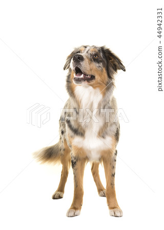 Australian shepherd dog standing looking up 44942331