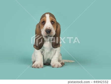 Sitting basset hound puppy on a blue background Sitting basset hound puppy on a blue background 44942332