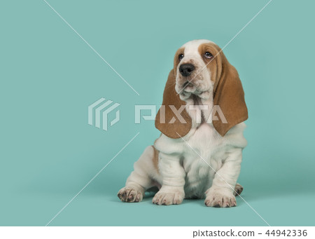 Cute tan and white basset hound puppy on blue Cute tan and white basset hound puppy on blue 44942336