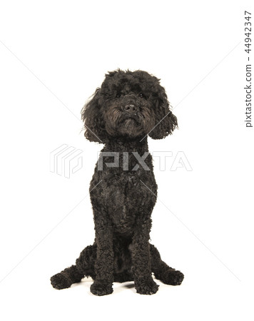Sitting black labradoodle dog Sitting black labradoodle dog 44942347